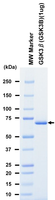 The purity was assessed by SDS-PAGE/CBB staining.